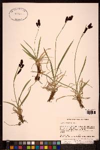 Carex microchaeta image