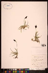 Carex microchaeta image