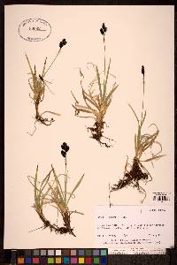 Carex microchaeta image