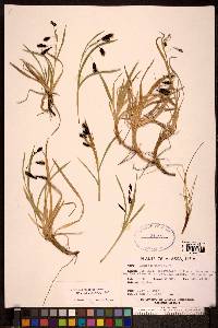 Carex microchaeta image