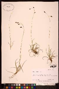 Carex misandra image