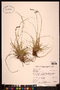 Carex misandra image