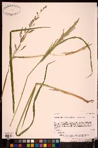 Arctagrostis latifolia var. latifolia image