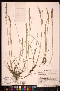 Festuca rubra image