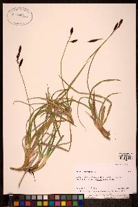 Carex microchaeta image