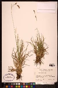 Carex misandra image