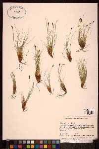 Carex nardina image