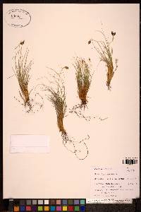 Carex nardina image