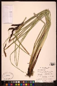 Carex obnupta image