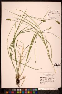 Carex pairaei image