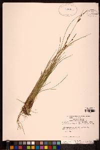 Carex saxatilis image