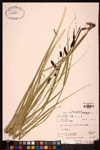 Carex saxatilis image