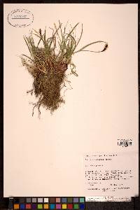 Carex scirpoidea image