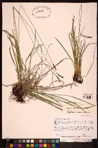 Carex scirpoidea image