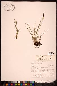 Carex scirpoidea image