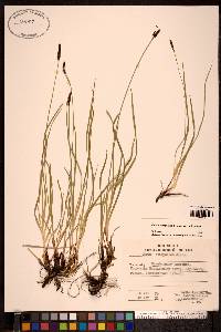 Carex scirpoidea image