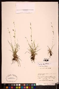 Carex capillaris image