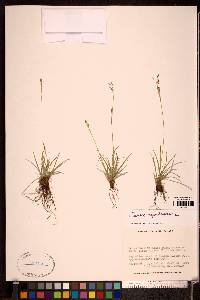 Carex capillaris image