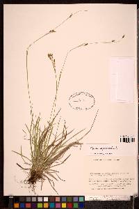 Carex capillaris image