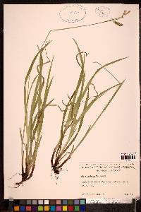 Carex castanea image