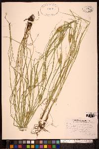 Carex sychnocephala image