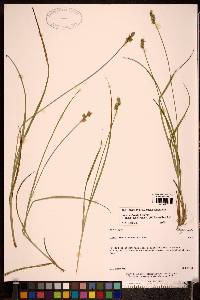 Carex phyllomanica image