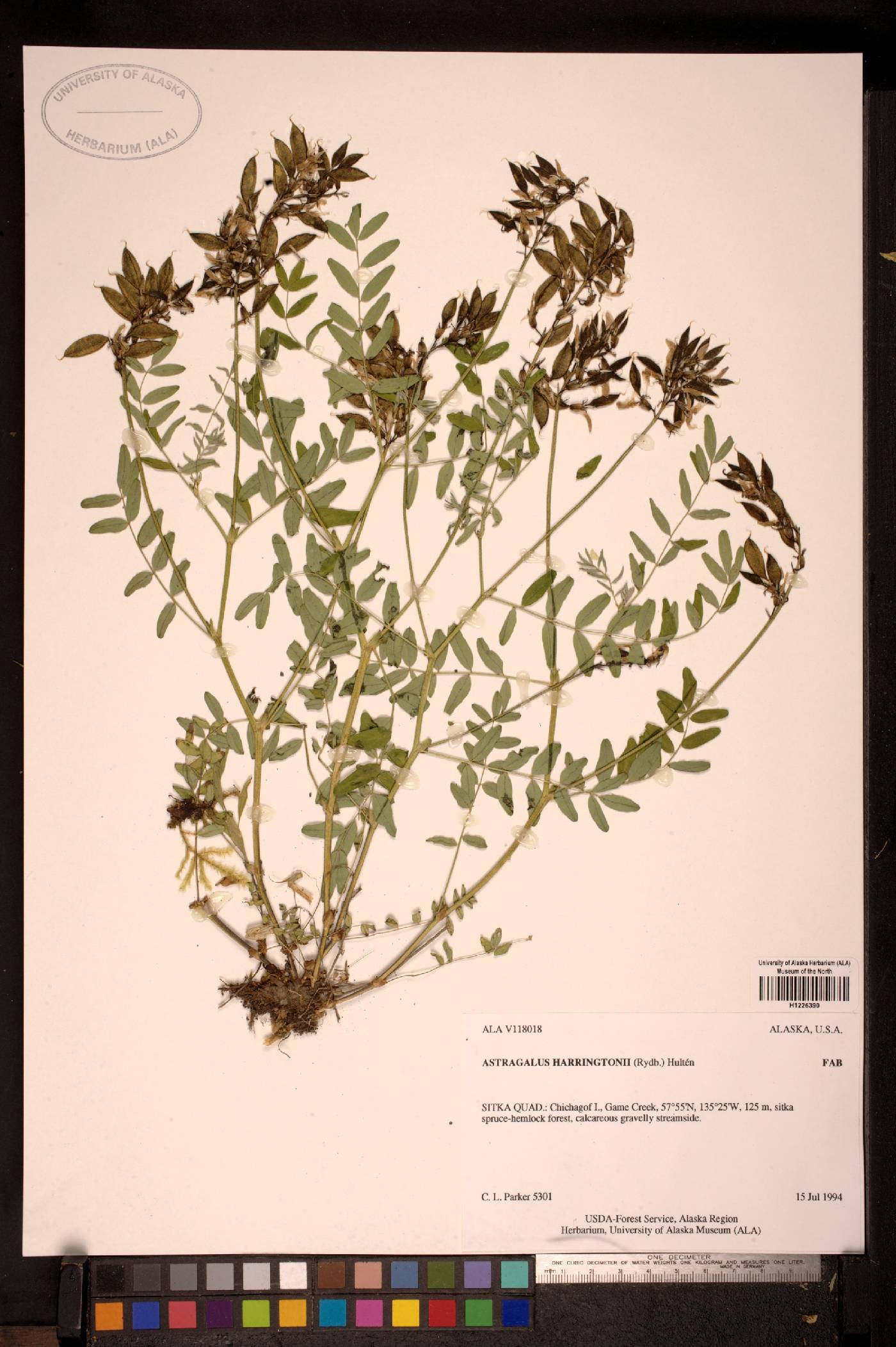 Astragalus harringtonii image
