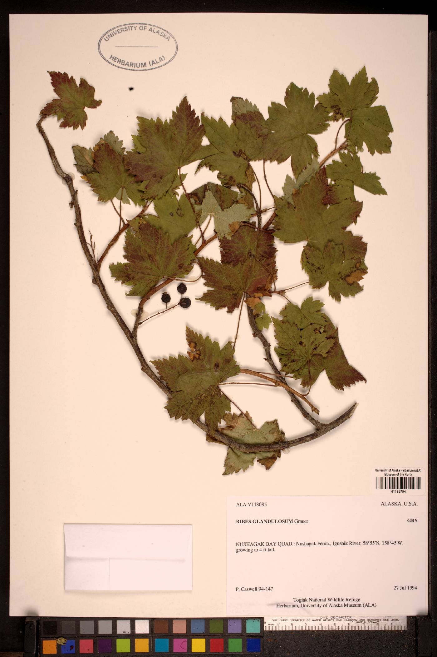 Ribes glandulosum image