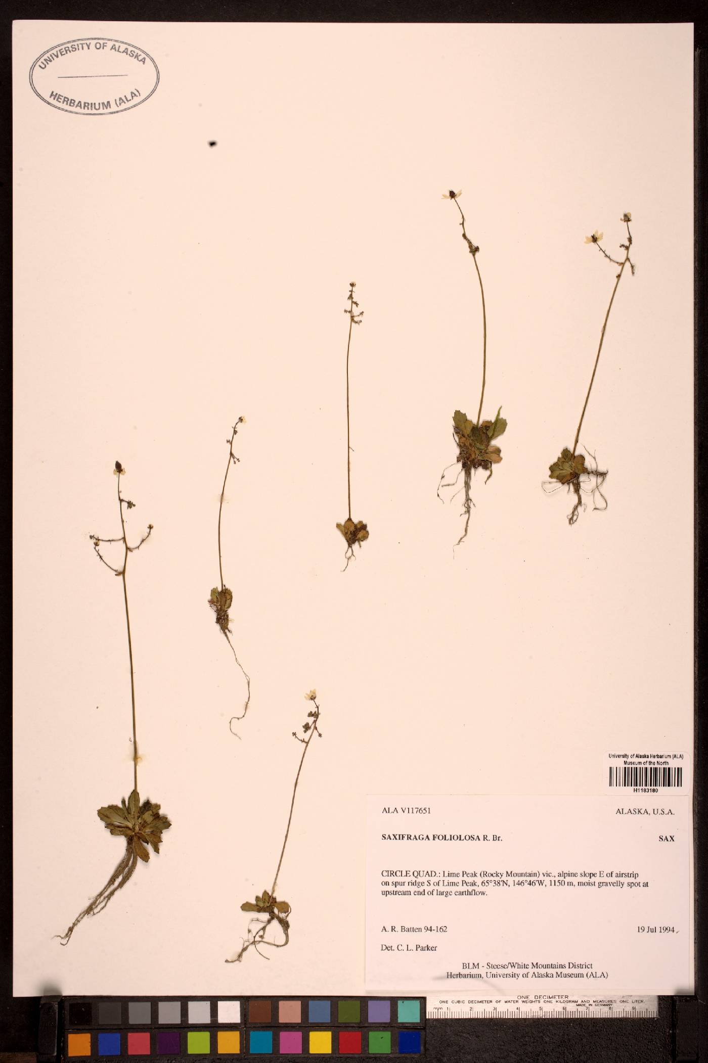 Saxifraga foliolosa image