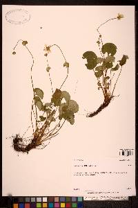 Parnassia fimbriata image