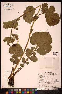 Geum macrophyllum image