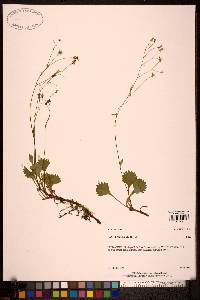 Saxifraga lyallii image