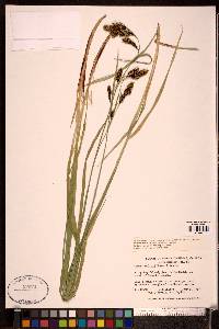 Carex gmelinii image