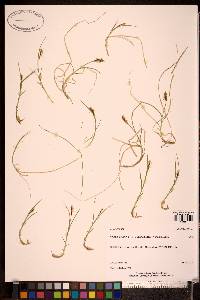 Carex dioica subsp. gynocrates image