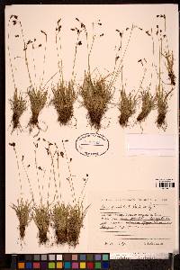 Carex capillaris image