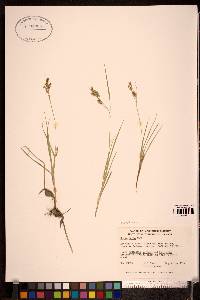 Carex garberi image