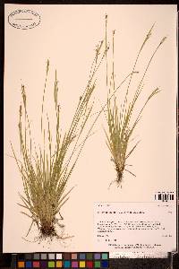 Carex garberi image