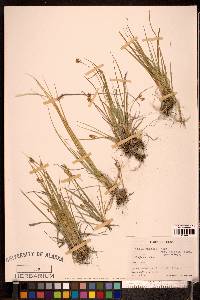 Carex garberi image