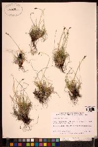 Carex glacialis image