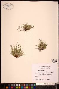 Carex glacialis image