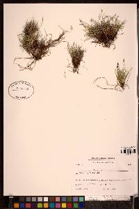 Carex glacialis image