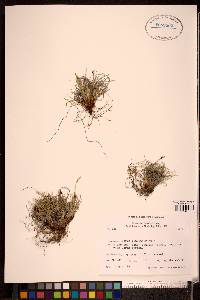 Carex glacialis image