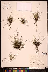 Carex glacialis image