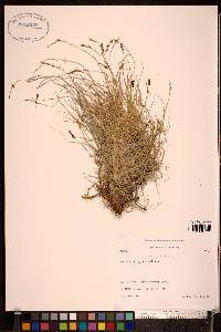 Carex glareosa image