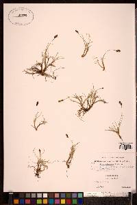 Carex glareosa image