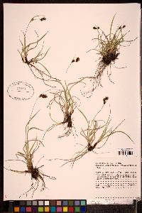 Carex gmelinii image
