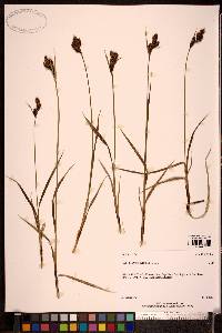 Carex gmelinii image