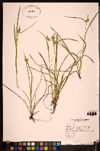 Carex flava image