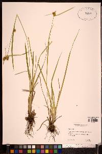 Carex flava image