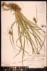 Carex flava image